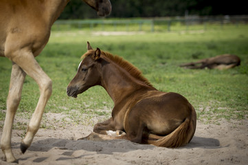 foal laying on ground