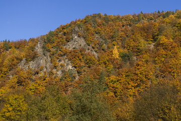 Colorful autumn leaves in nature. Slovakia