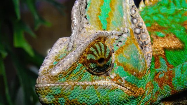The veiled chameleon, cone-head (Chamaeleo calyptratus)