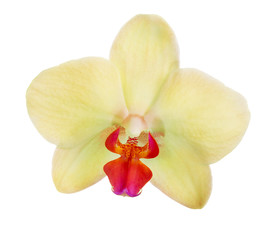 Fototapeta na wymiar gold colored single orchid flower
