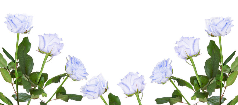 Fototapeta light blue color roses half frame