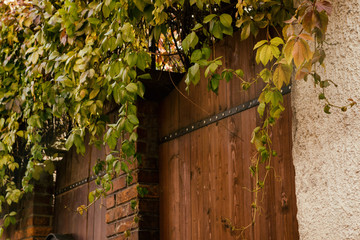 Wooden door with ivy. Slovakia