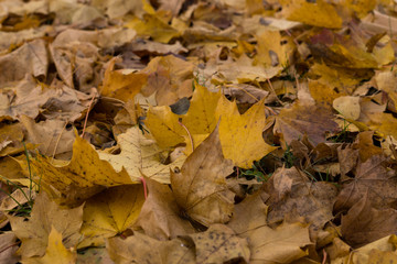 Colorful autumn leaves in nature. Slovakia