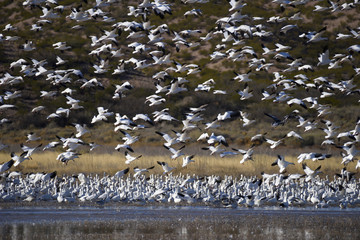 Snow Geese at Pond in New Mexico