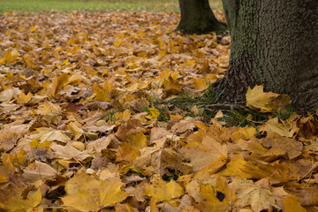 Colorful autumn leaves in nature. Slovakia
