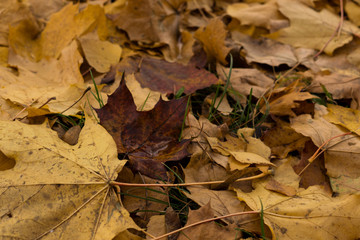 Colorful autumn leaves in nature. Slovakia