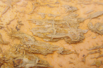 Rough peel of pumpkin macro close up