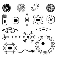 different human cell types