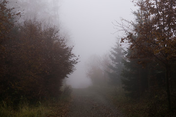 Obraz na płótnie Canvas Mist in the woods during autumn. Slovakia