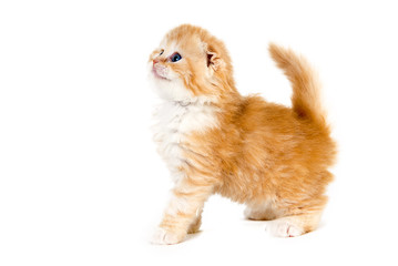 Yellow kitten stand up on a side view looking up on a white background