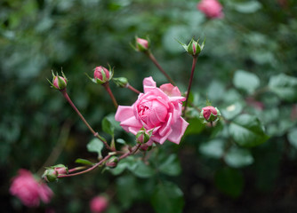 Bush of pink roses, blooming in the fall