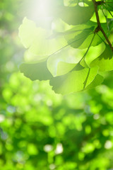 Blur ginkgo green leaf background.