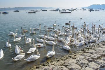 A swarm of beautiful white swans on the river
