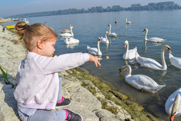 Little girl feeding a swarm of beautiful white swans on the rive