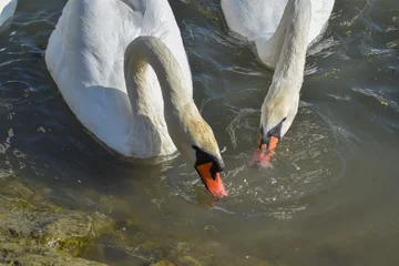 Photo sur Plexiglas Cygne A swarm of beautiful white swans on the river