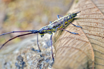 Insect sighted in the Atlantic Rainforest, its natural habitat