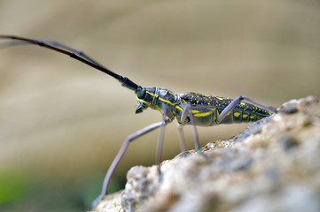 Insect sighted in the Atlantic Rainforest, its natural habitat