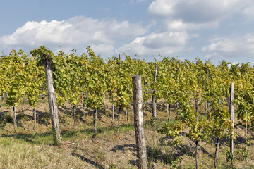 Vineyard rows in Slovenia closeup