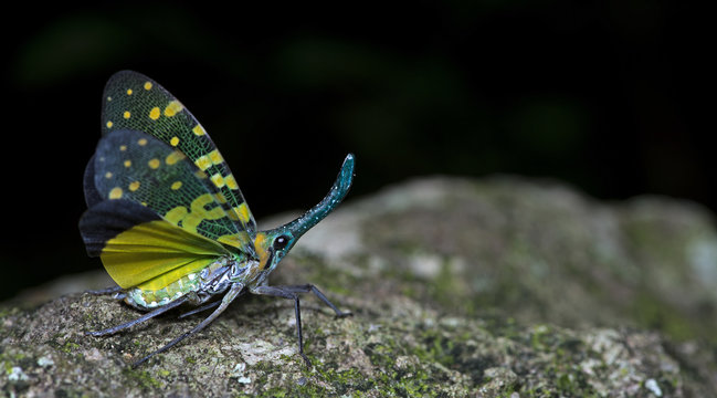 Colorful insect, Cicada or Lanternfly ( Pyrops viridirostris ) insect on tree in nature
