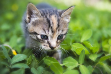Baby cat exploring