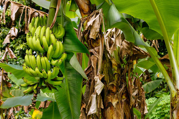 Bunch of green bananas on a tree © donyanedomam