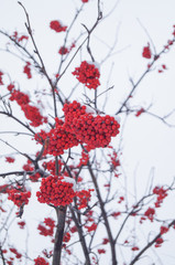 bright red rowan.