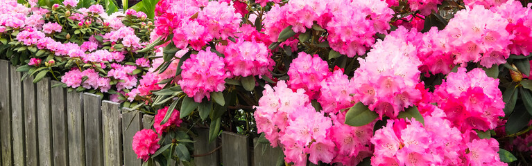 Pink hydrangeas and azaleas blooming along a wooden fence. Banner