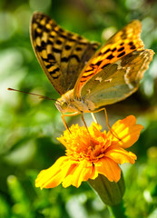 Butterfly on a flower