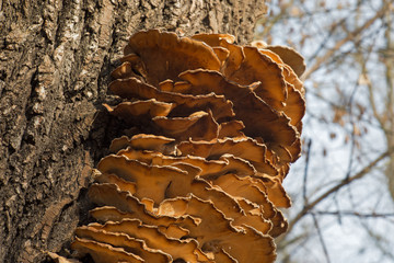 Edible mushroom Laetiporus sulphureus, crab-of-the-woods, sulphur polypore, sulphur shelf,...