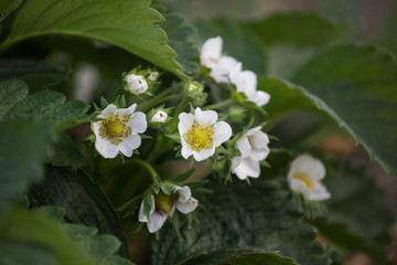 close up strawberry flowers