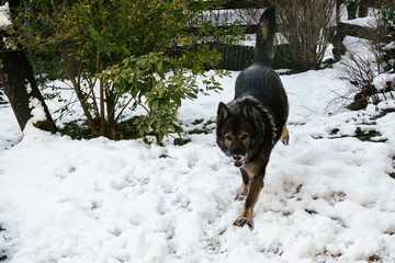 Dog enjoying the snow during winter. Slovakia