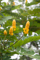 Yellow tropical flowers with green background