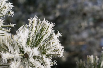 Frozen plant, leaf covered by snow and ice in winter. Slovakia