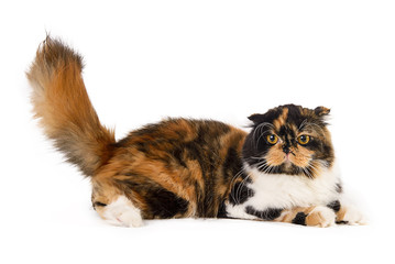 Tricolor scottish cat on a white background