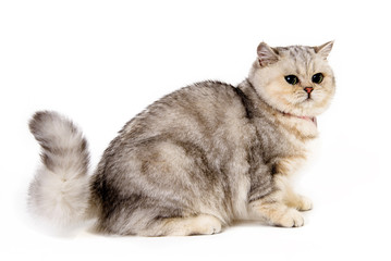 Scottish straight cat seated on a white background
