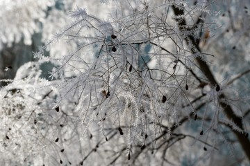 Frozen plant, leaf covered by snow and ice in winter. Slovakia