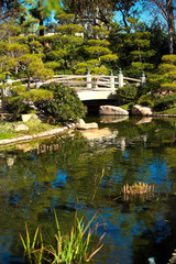 Fototapeta na wymiar Koi pond with bridge in beautiful Japanese garden