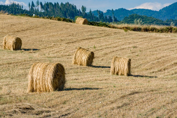 Fototapeta premium Round straw bales in harvested fields and blue sky