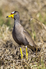 African Wattled Lapwing (Vanellus senegallus). South Africa, Johannesburg suburban