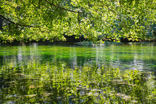 Emerald green flowing river water with seaweed,  river Sourge, France