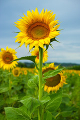 Sunflowers on the field