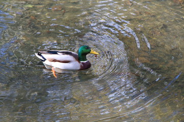 Canard colvert sur une rivière