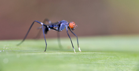 Insect sighted in the Atlantic Rainforest, its natural habitat