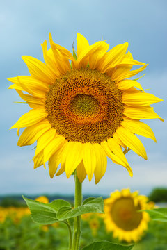 Sunflowers on the field