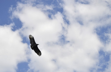Black Vulture flying