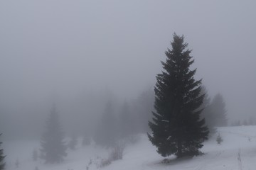 Misty woods under the snow in winter. Slovakia