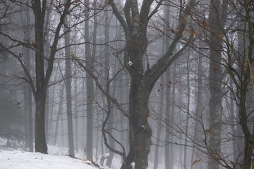 Misty woods under the snow in winter. Slovakia