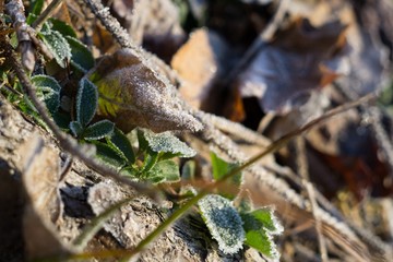 Frozen plant, leaf covered by snow and ice in winter. Slovakia