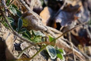 Frozen plant, leaf covered by snow and ice in winter. Slovakia