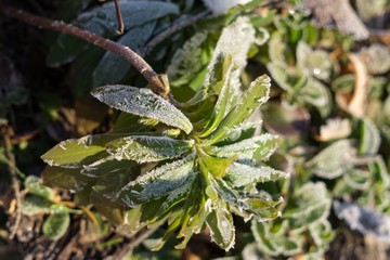 Frozen plant, leaf covered by snow and ice in winter. Slovakia